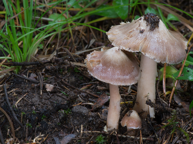 Inocybe grammata